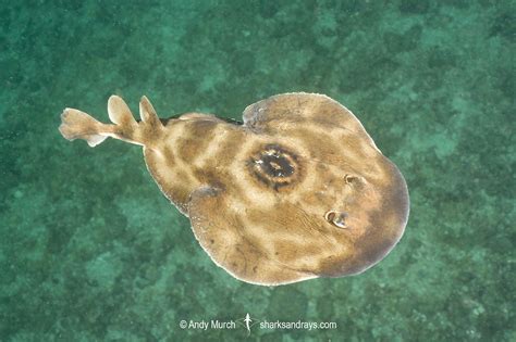 Electric ray .